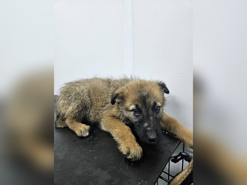 Grace - freundliches, etwas schüchternes Welpenmädchen