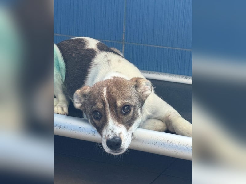 Amelia - ängstliches, aber neugieriges Welpenmädchen sucht ein Zuhause