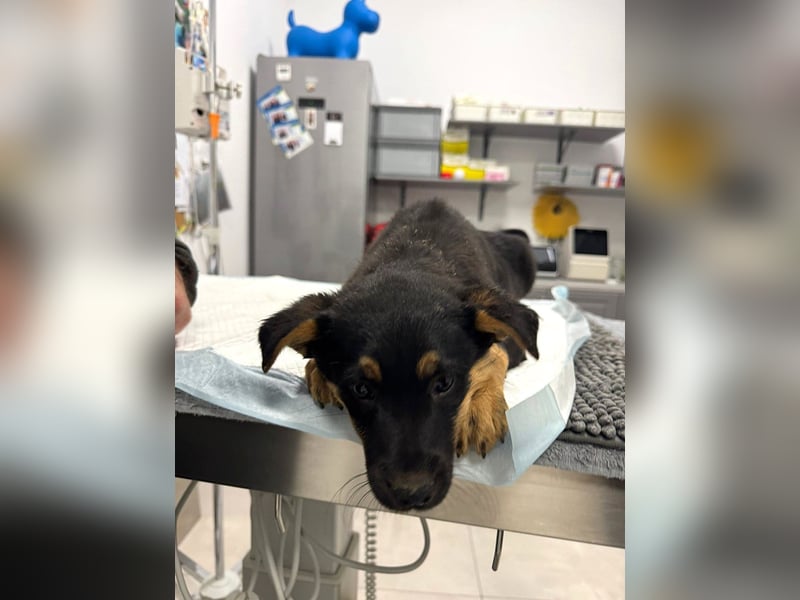 Pusha - 4 Monate junges, fröhliches, liebes Hundemädchen sucht ein Zuhause