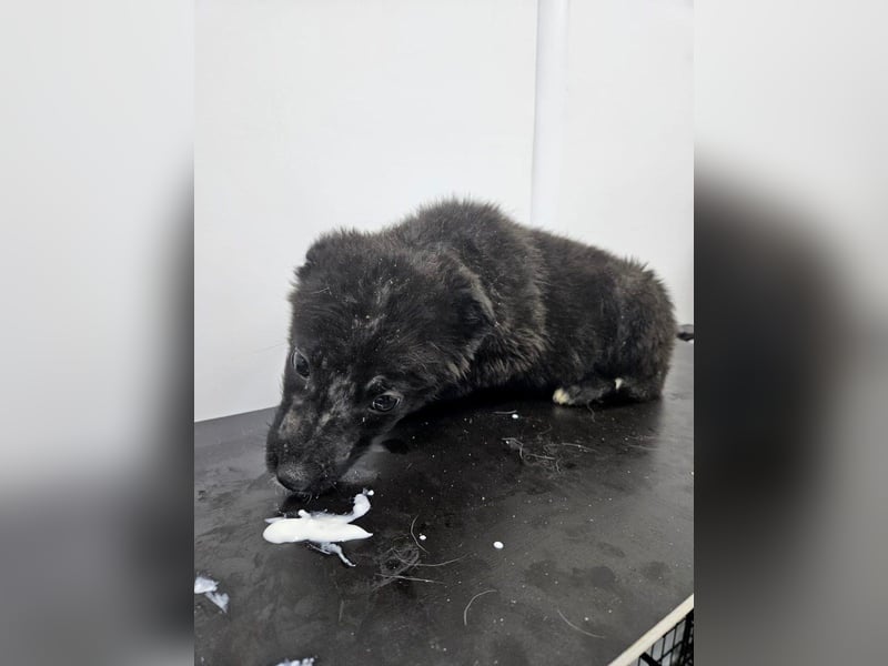 Louis - verspielter, vorsichtiger Welpe