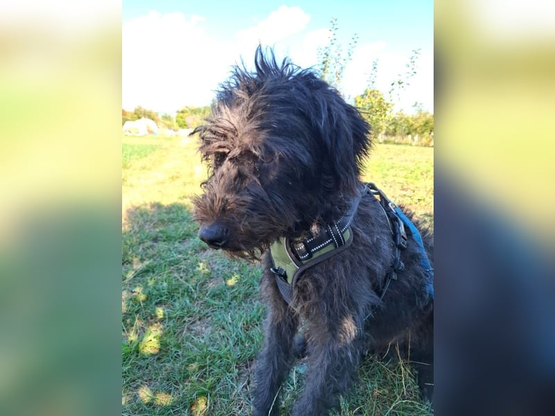 Louie – süßer Wuschel auf der Suche nach dem großen Glück