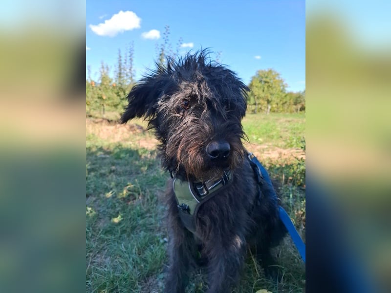 Louie – süßer Wuschel auf der Suche nach dem großen Glück