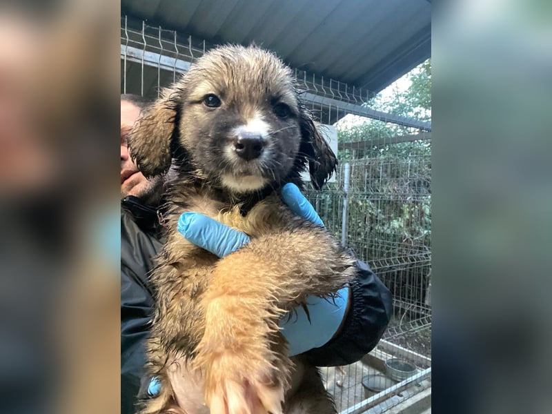 Nami - welpentypisch verspielte Hündin sucht ein Zuhause