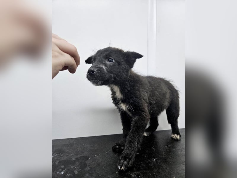 Kalea - freundliches Welpenmädchen sucht liebevolles Zuhause