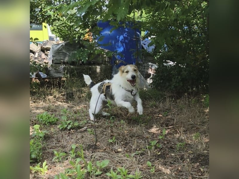 Ben - lebhafter, menschenbezogener und freundlicher Rüde / z.Zt. noch in Rumänien