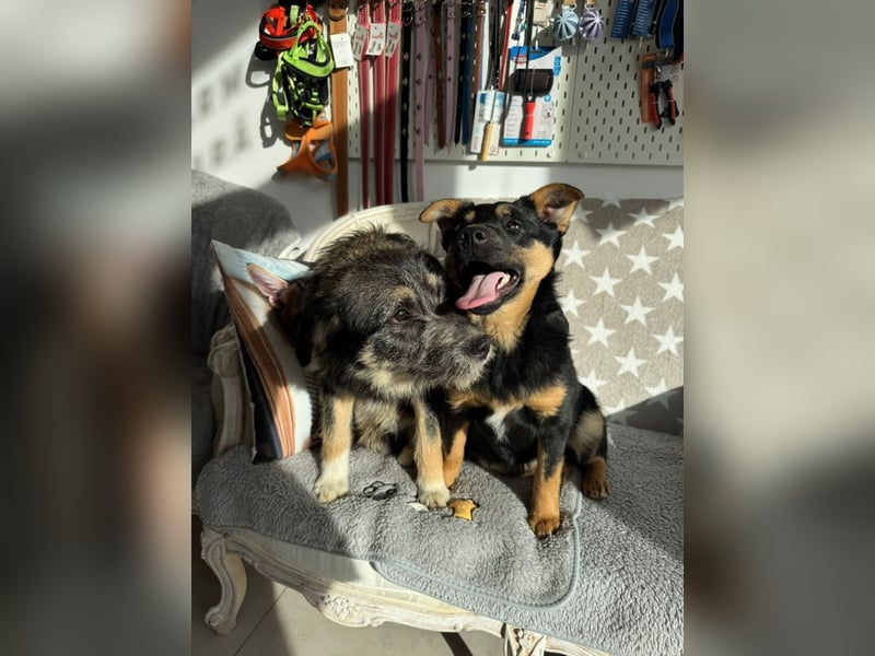 Marimar - aufgewecktes, fröhliches Hundemädchen sucht ein Zuhause