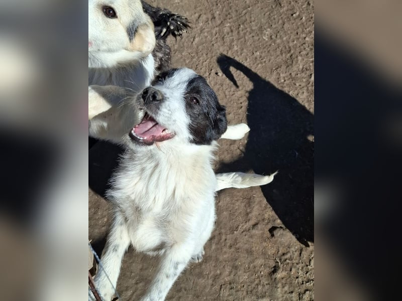 Luna - aktives, verspieltes 6 Monate junges Hunde-Mädchen sucht liebevolles Zuhause