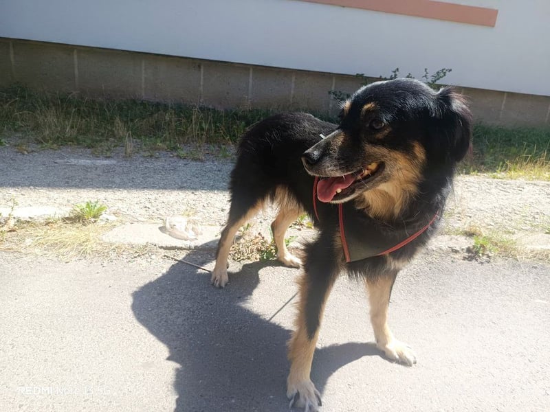 Blacky - sanfte, kluge Hündin sucht dringend ein Zuhause oder PS