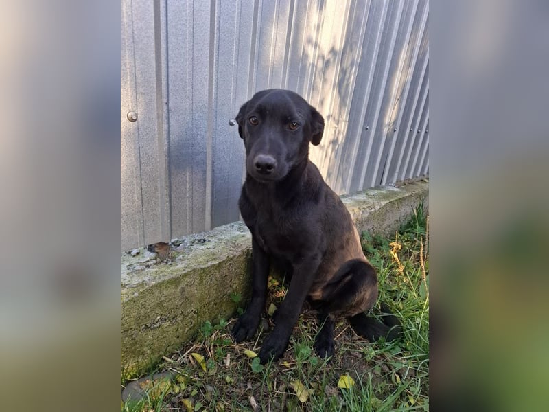 Alva - verspieltes, fröhliches 10 Monate junges Hunde-Mädchen