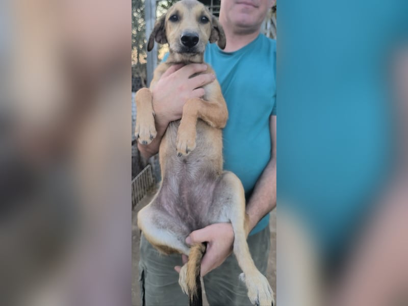 Sandía - liebes, verschmustes Welpenmädchen sucht ihr Glück