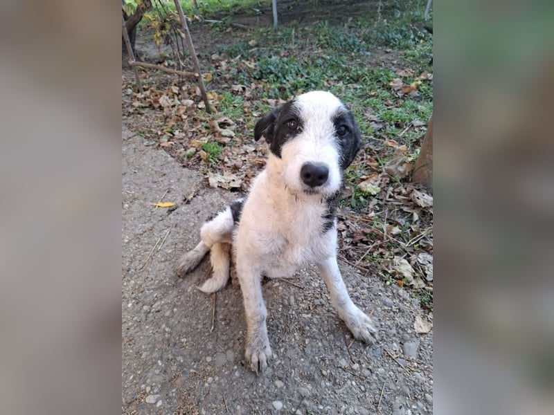 Vita - verspieltes, fröhliches 10 Monate junges Hunde-Mädchen