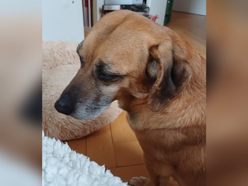 Tolo - verspielter, menschenbezogener Senior auf PS in Zaberfeld-Ochsenburg