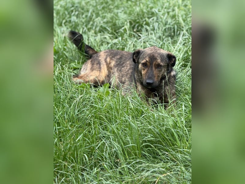 Noni - aktiver, freundlicher Rüde sucht Zuhause oder Pflegestelle