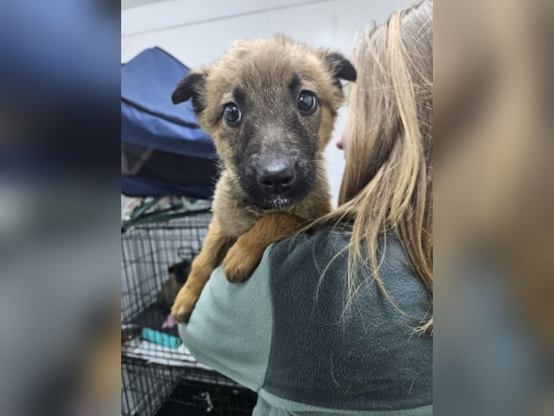 Mey - fröhliches, neugieriges Welpenmädchen sucht ein Zuhause