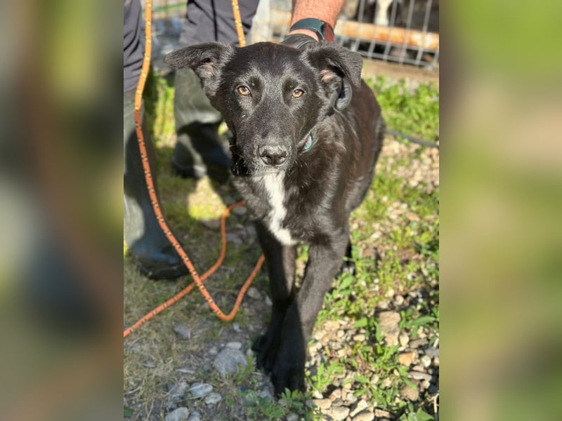 Louis - ruhiger, vorsichtiger Hundejunge sucht ein Zuhause