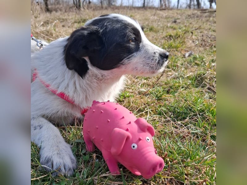 Luna - aktives, verspieltes 6 Monate junges Hunde-Mädchen sucht liebevolles Zuhause