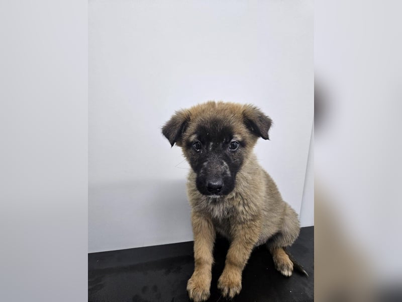 Ella - verspieltes Welpenmädchen sucht ein Zuhause