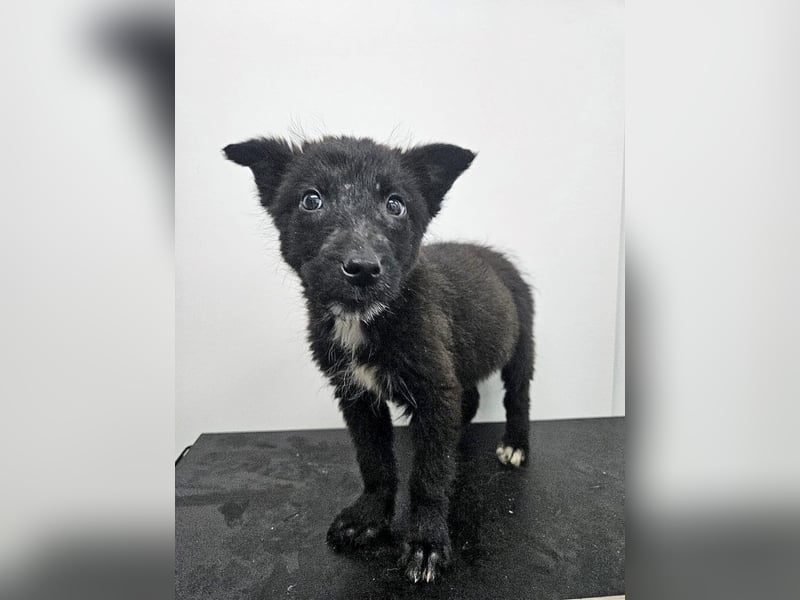 Kalea - freundliches Welpenmädchen sucht liebevolles Zuhause