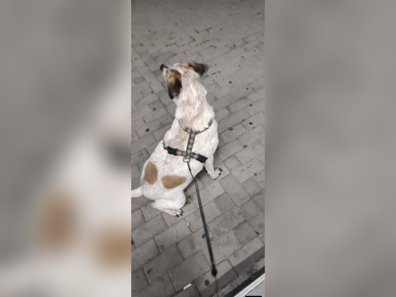Spike - menschenbezogener, freundlicher Rüde sucht dringend ein Zuhause oder PS