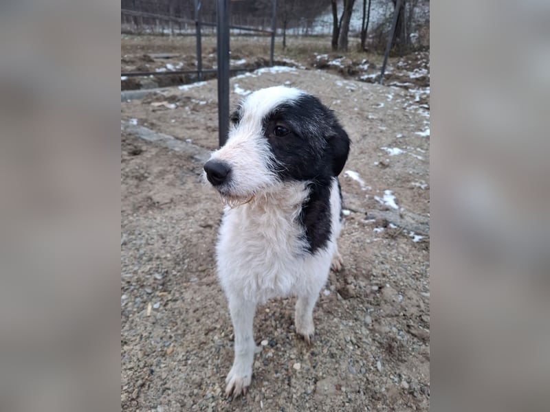 Vita - verspieltes, fröhliches 10 Monate junges Hunde-Mädchen