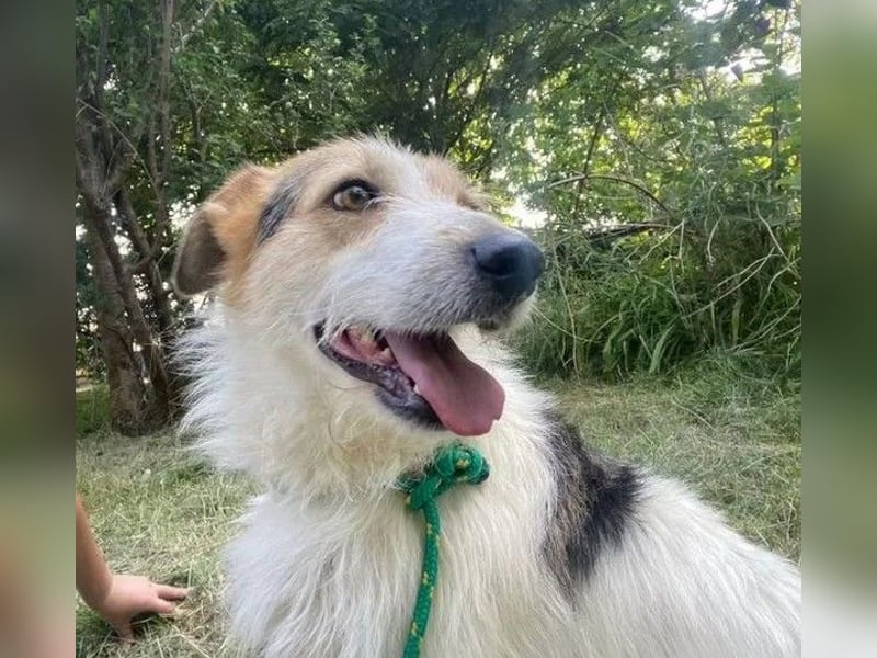 Ben - lebhafter, menschenbezogener und freundlicher Rüde / z.Zt. noch in Rumänien