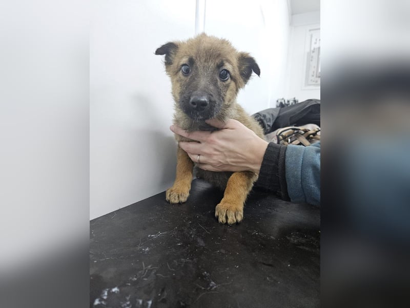 Mey - fröhliches, neugieriges Welpenmädchen sucht ein Zuhause