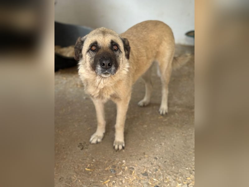 Jessica - ruhige, freundliche Kangal-Mix-Hündin / z.Zt. noch in Rumänien