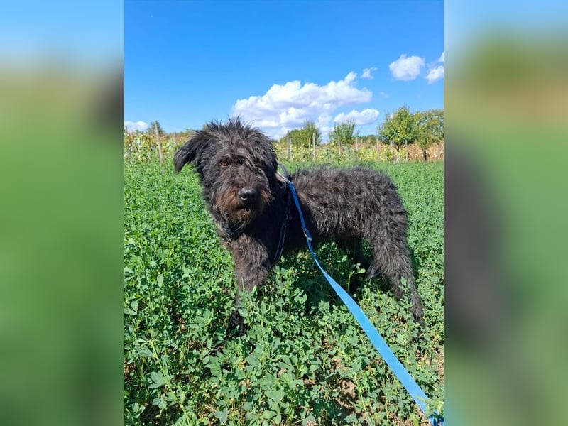 Louie – süßer Wuschel auf der Suche nach dem großen Glück