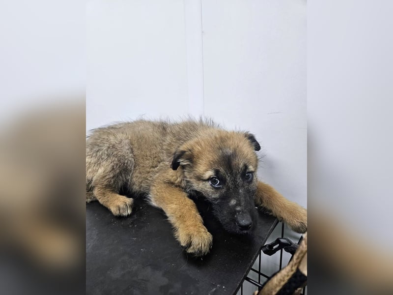 Grace - freundliches, etwas schüchternes Welpenmädchen