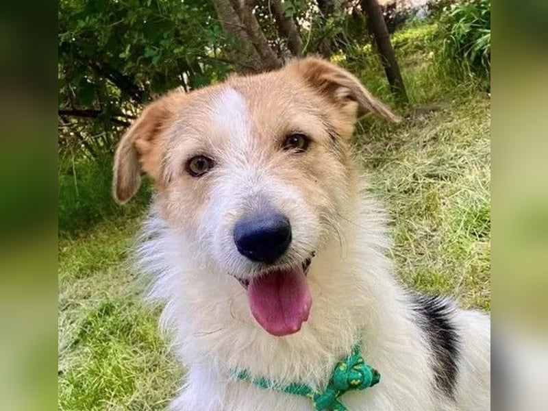 Ben - lebhafter, menschenbezogener und freundlicher Rüde / z.Zt. noch in Rumänien