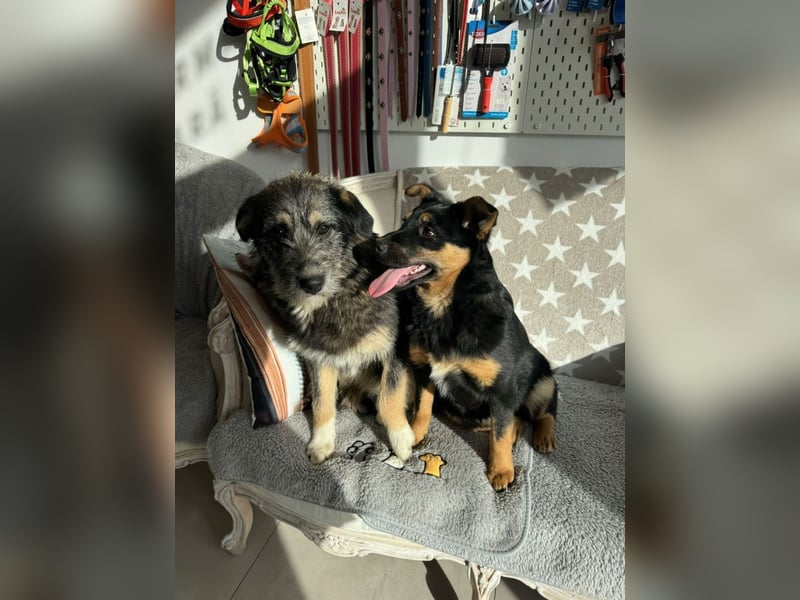 Marimar - aufgewecktes, fröhliches Hundemädchen sucht ein Zuhause