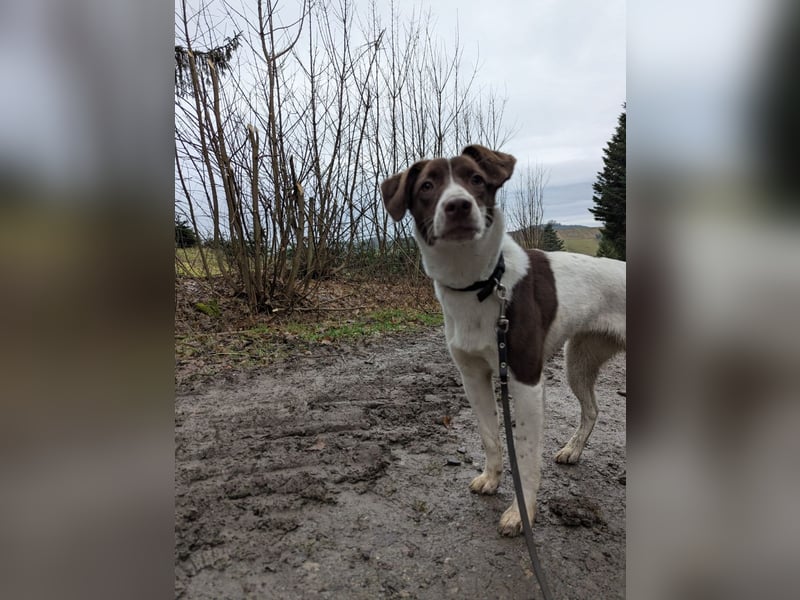 Romy - freundliche, lebhafte 8 Monate alte Hündin sucht ein Zuhause