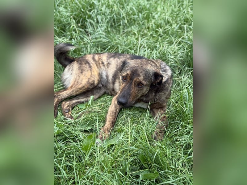 Noni - aktiver, freundlicher Rüde sucht Zuhause oder Pflegestelle