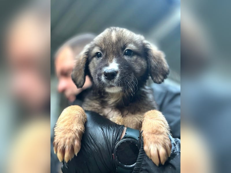 Nami - welpentypisch verspielte Hündin sucht ein Zuhause