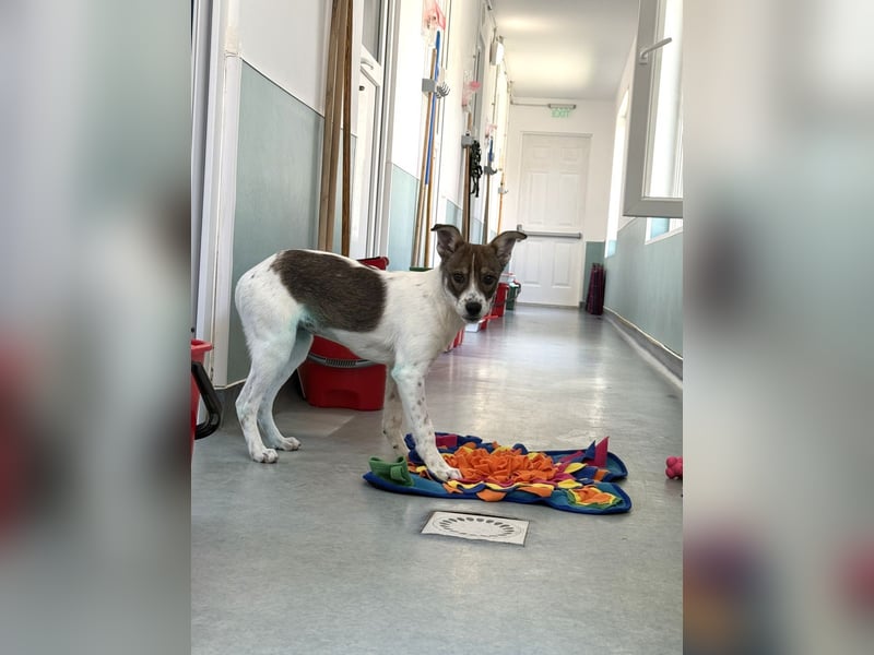 Amelia - ängstliches, aber neugieriges Welpenmädchen sucht ein Zuhause