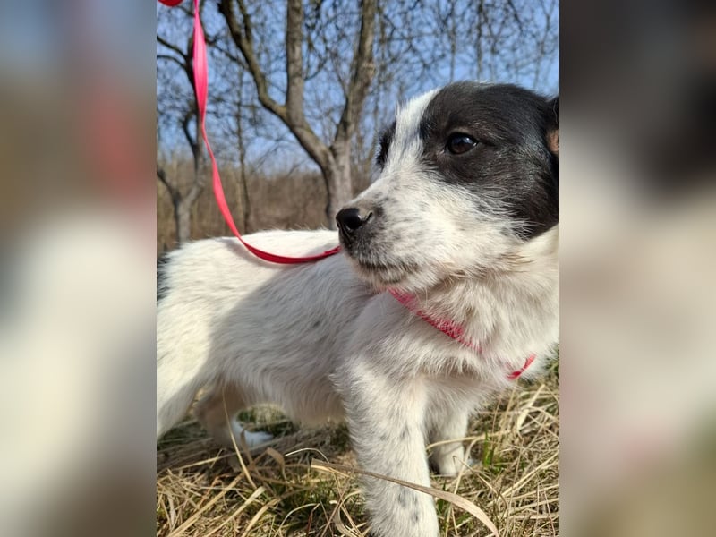 Luna - aktives, verspieltes 6 Monate junges Hunde-Mädchen sucht liebevolles Zuhause
