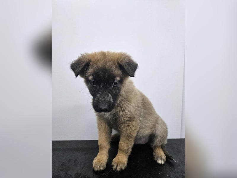 Ella - verspieltes Welpenmädchen sucht ein Zuhause