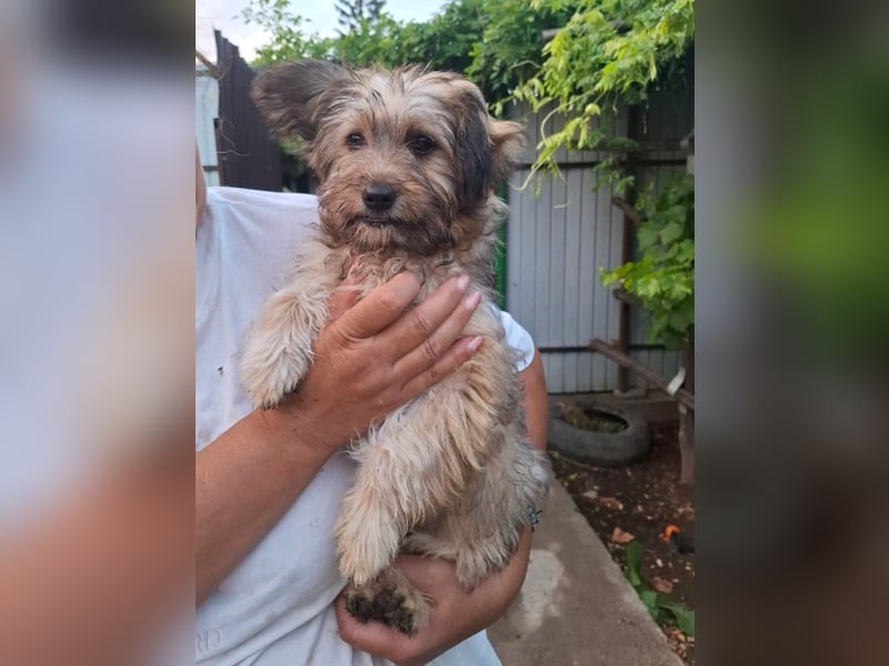Cindy - kleine Herzensbrecherin sucht ein Zuhause