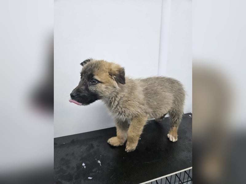 Oskar - aufgeweckter Welpe sucht ein Zuhause