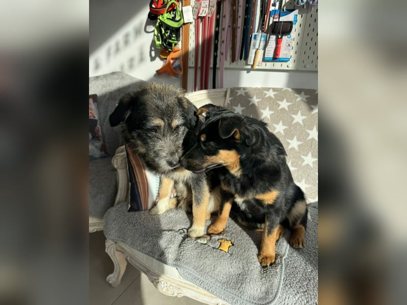 Marimar - aufgewecktes, fröhliches Hundemädchen sucht ein Zuhause