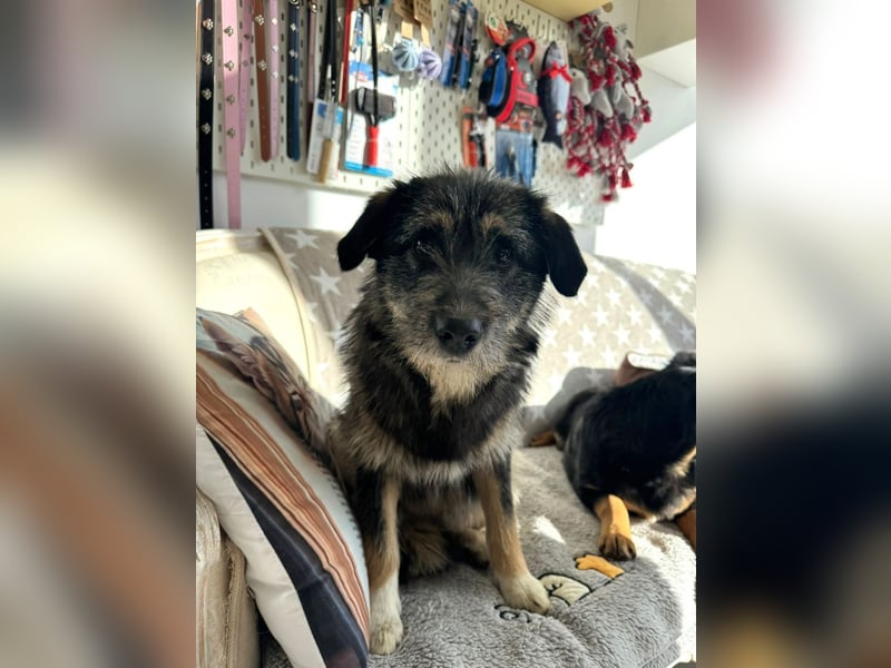 Marimar - aufgewecktes, fröhliches Hundemädchen sucht ein Zuhause