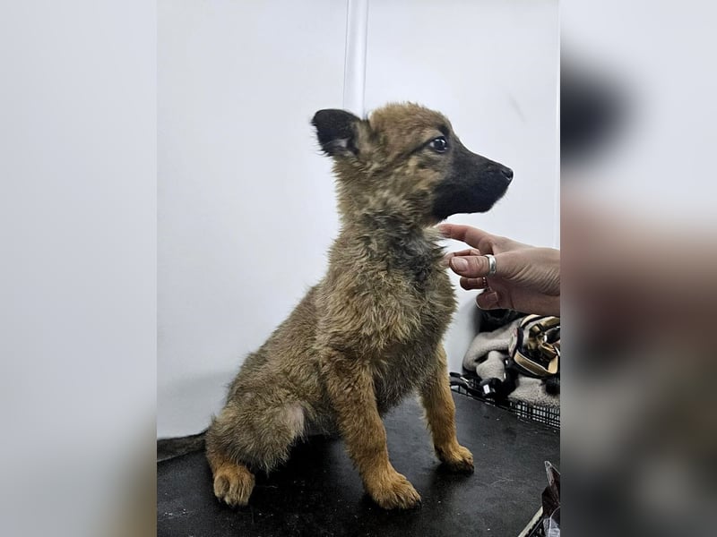 Mey - fröhliches, neugieriges Welpenmädchen sucht ein Zuhause