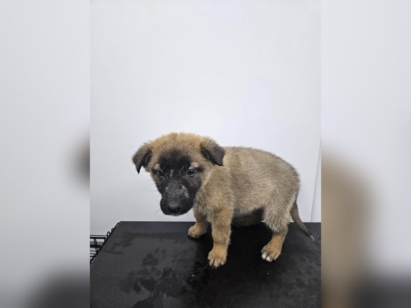 Ella - verspieltes Welpenmädchen sucht ein Zuhause