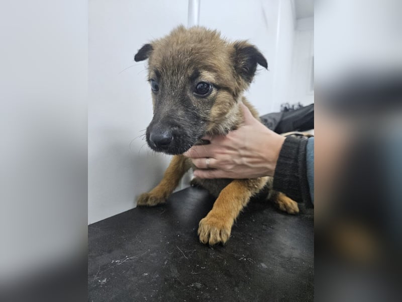 Mey - fröhliches, neugieriges Welpenmädchen sucht ein Zuhause