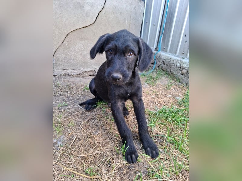 Louie - verspielter, fröhlicher 10 Monate junger Hunde-Junge