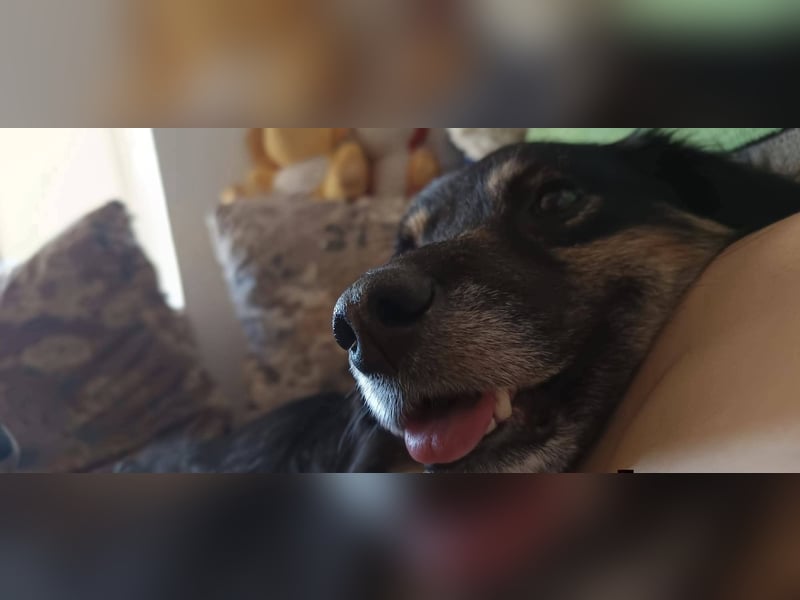 Blacky - sanfte, kluge Hündin sucht dringend ein Zuhause oder PS