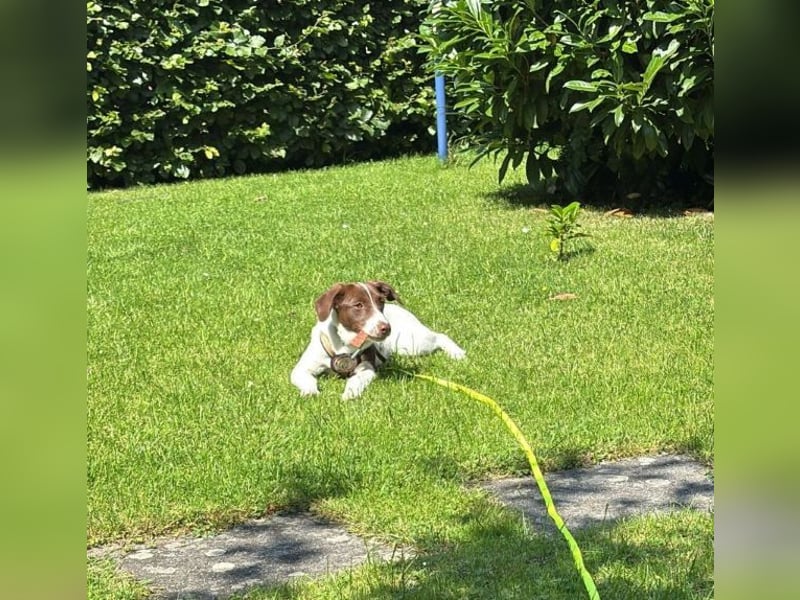Romy - freundliche, lebhafte 8 Monate alte Hündin sucht ein Zuhause