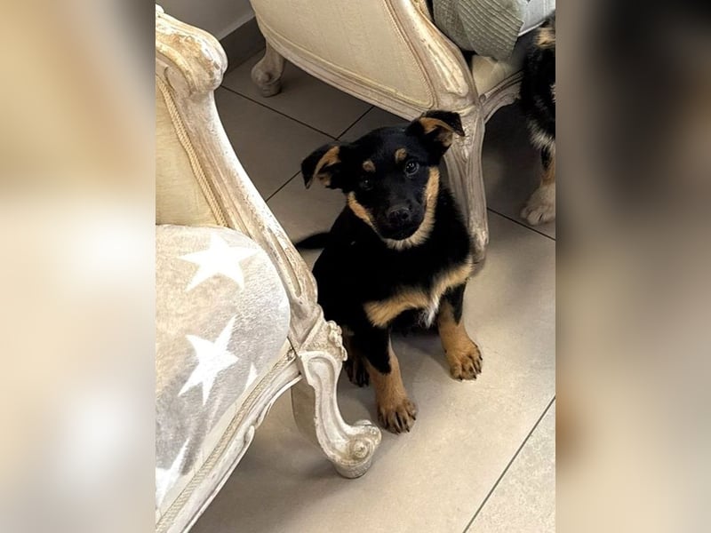 Pusha - 4 Monate junges, fröhliches, liebes Hundemädchen sucht ein Zuhause