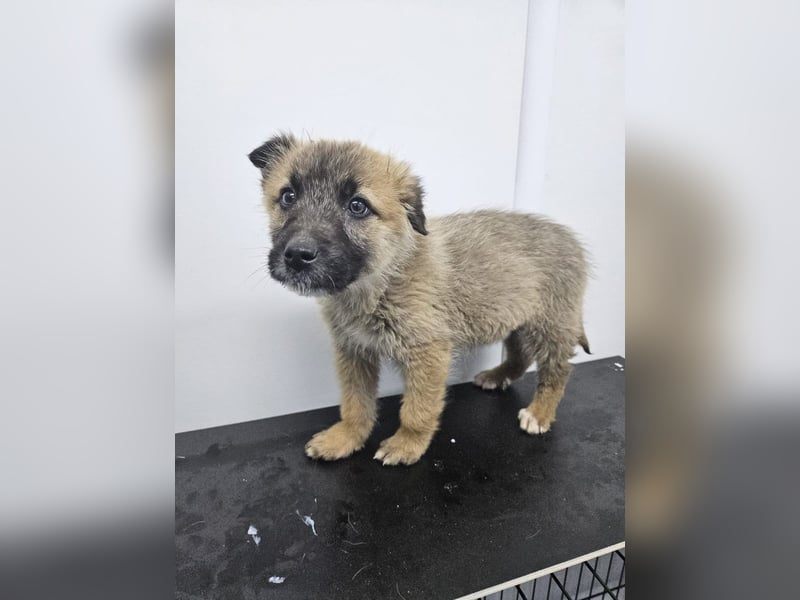 Oskar - aufgeweckter Welpe sucht ein Zuhause