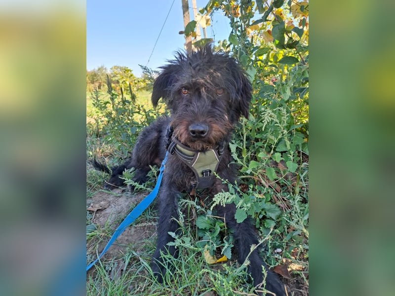 Louie – süßer Wuschel auf der Suche nach dem großen Glück